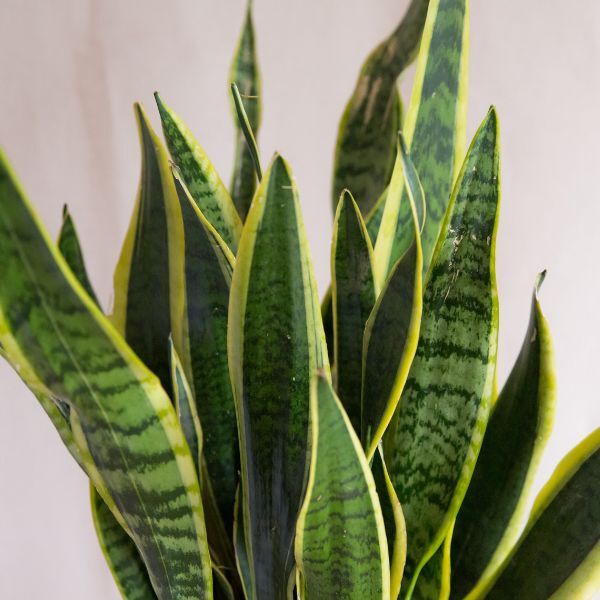 Hello Houseplants Variegated Snake Plant | Pot Size: 17cm