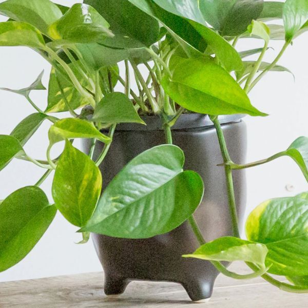 Hello Houseplants Devils Ivy | Pot Size: 12cm | (10cm-20cm Height)