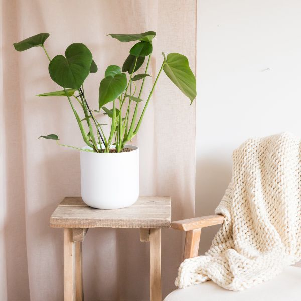 Hello Houseplants Monstera | Pot Size: 12cm | (35cm-45cm Height)