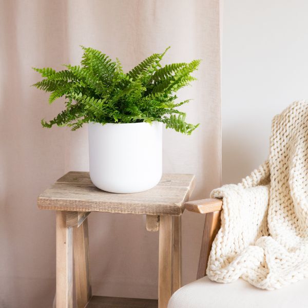 Hello Houseplants Boston Fern | Pot Size: 12cm | (20cm-40cm Height)