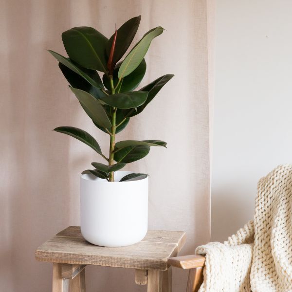 Hello Houseplants Rubber Plant | Pot Size: 17cm | (50cm-60cm Height)