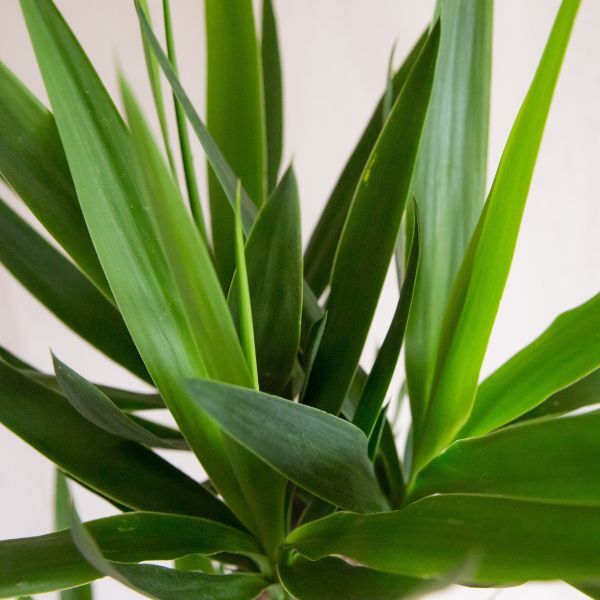 Hello Houseplants Yucca | Pot Size: 12cm | (45cm-55cm Height)