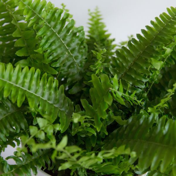 Hello Houseplants Boston Fern | Pot Size 17cm | (40cm-60cm Height)