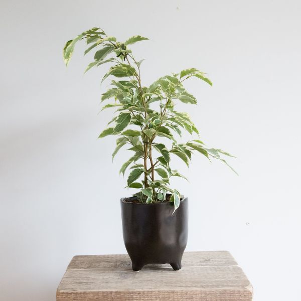 Hello Houseplants Weeping Fig | Pot Size 17cm | (65cm-75cm Height)