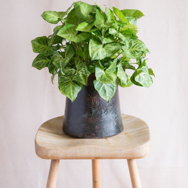 Hello Houseplants Arrowhead Plant | Pot Size: 12cm |