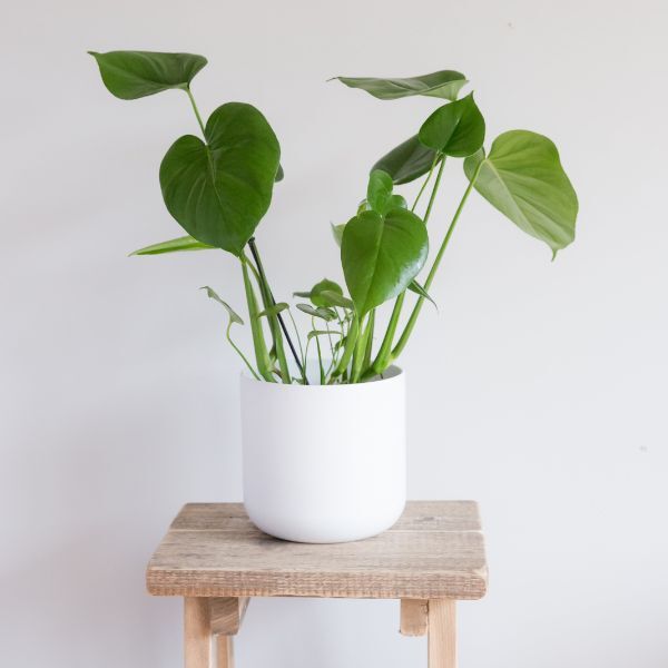 Hello Houseplants Monstera | Pot Size: 12cm | (35cm-45cm Height)