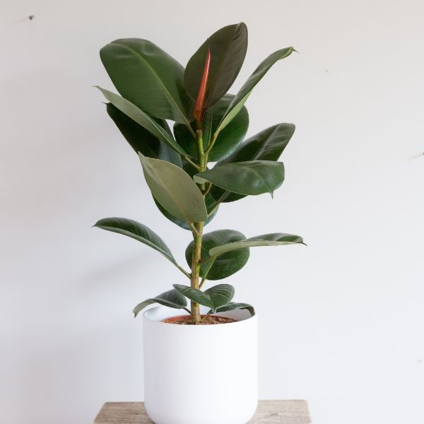 Hello Houseplants Rubber Plant : Pot Size 14cm | (40cm-50cm Height)