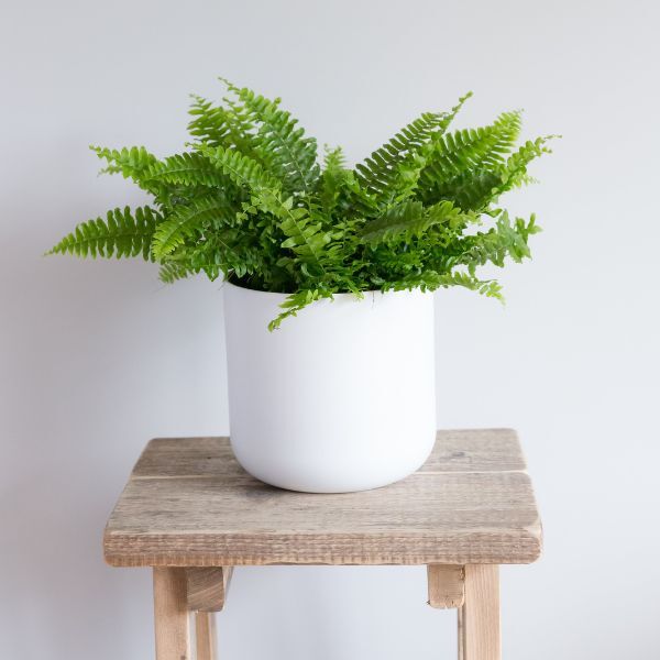 Hello Houseplants Boston Fern | Pot Size: 12cm | (20cm-40cm Height)