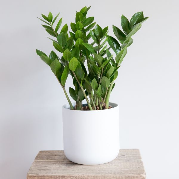 Hello Houseplants ZZ Plant | Pot Size: 17cm | (75cm-85cm Height)