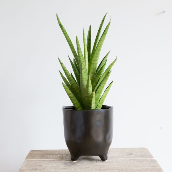 Hello Houseplants Snake Plant | Pot Size: 12cm | (35cm-45cm Height)