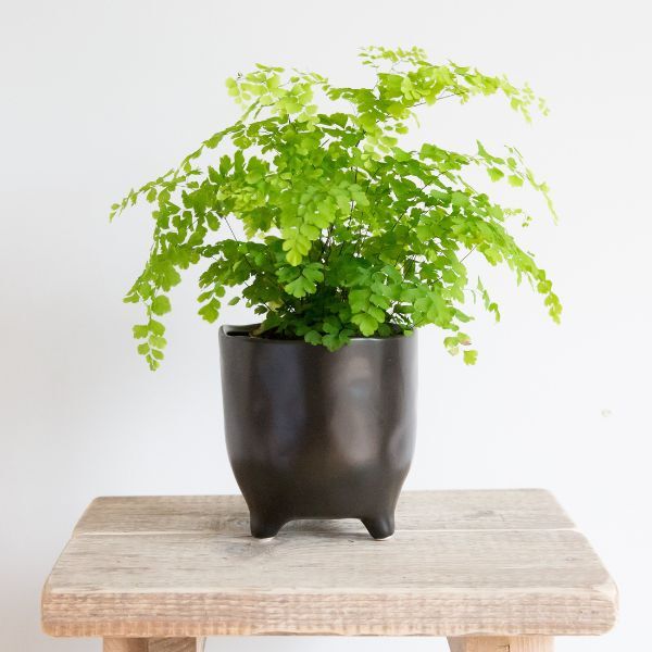 Hello Houseplants Maidenhair Fern | Pot Size: 12cm |