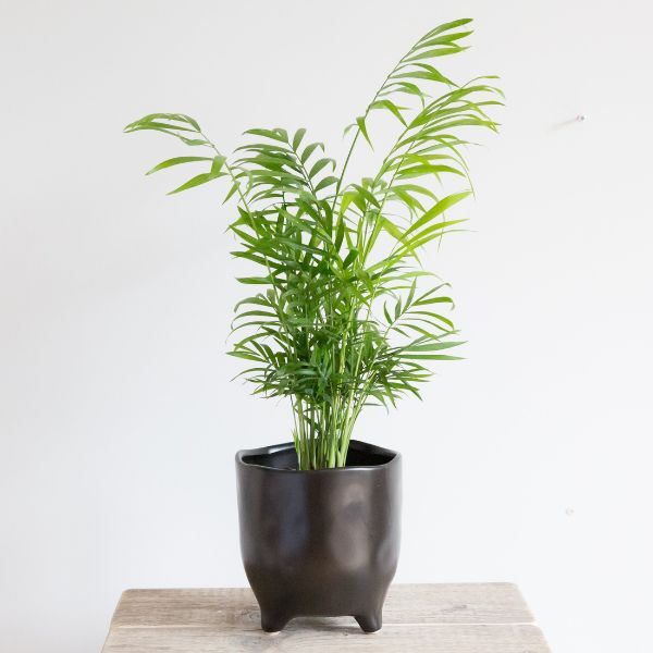 Hello Houseplants Kentia Palm | Pot Size: 12cm | (35cm-45cm Height)