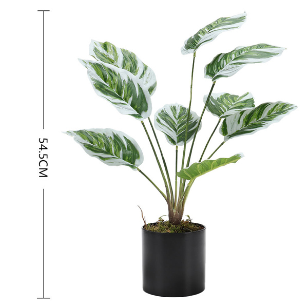 Livingandhome Potted Artificial Calathea White Fusion