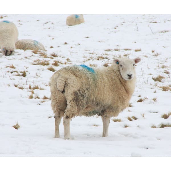 Kevin Milner In The Pasture Alresford Christmas Card