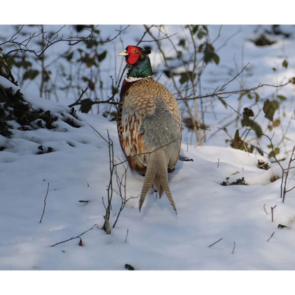 Kevin Milner Pheasant In The Snow Christmas Card