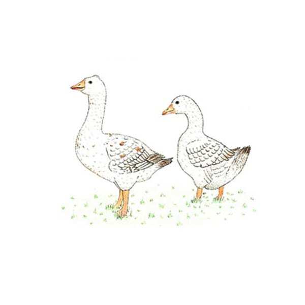 Kevin Milner Countryside Geese Card