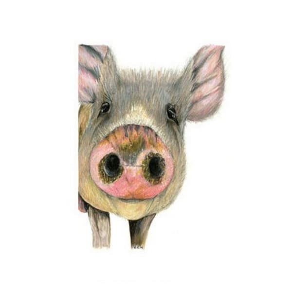 Kevin Milner Countryside Inquisitive Pig Card