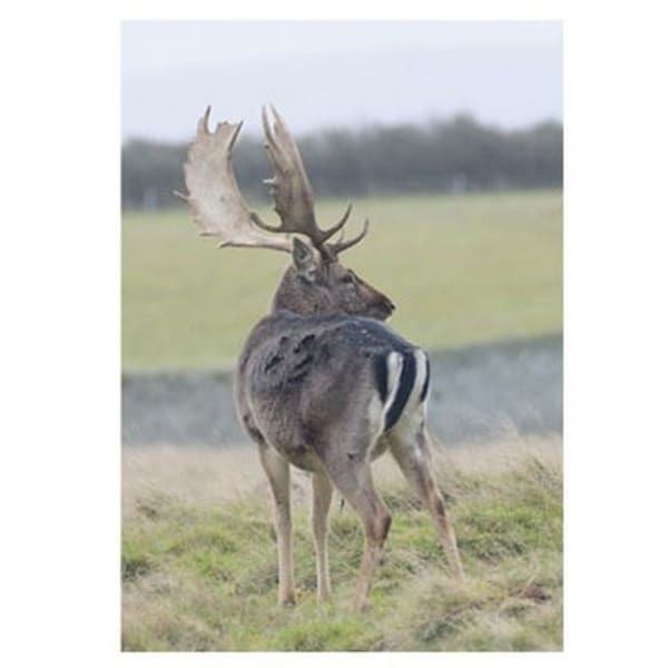 Kevin Milner Fallow Deer Countryside Card