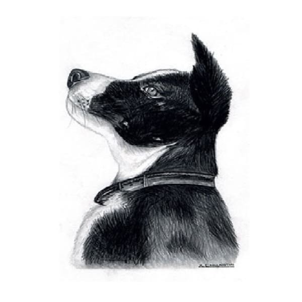 Kevin Milner Countryside Border Collie Card