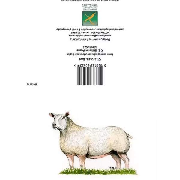 Kevin Milner Countryside Charolais Ewe Card