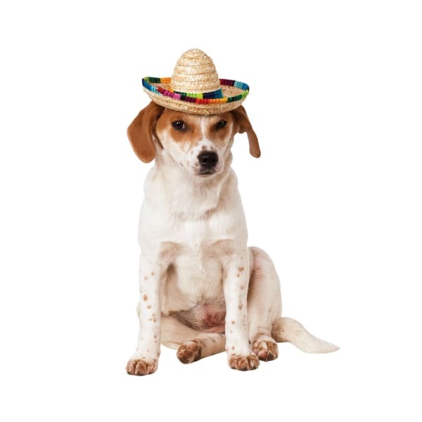 Bristol Novelty Sombrero Dog Costume (S-M)