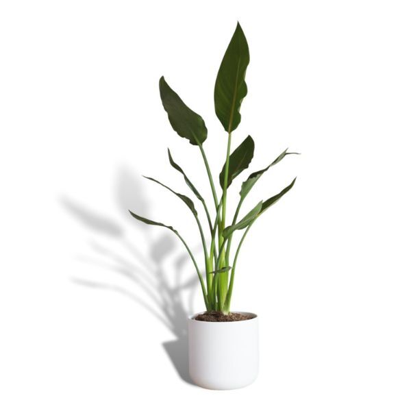 Hello Houseplants Bird Of Paradise | Pot Size: 17cm-Pot  Excl