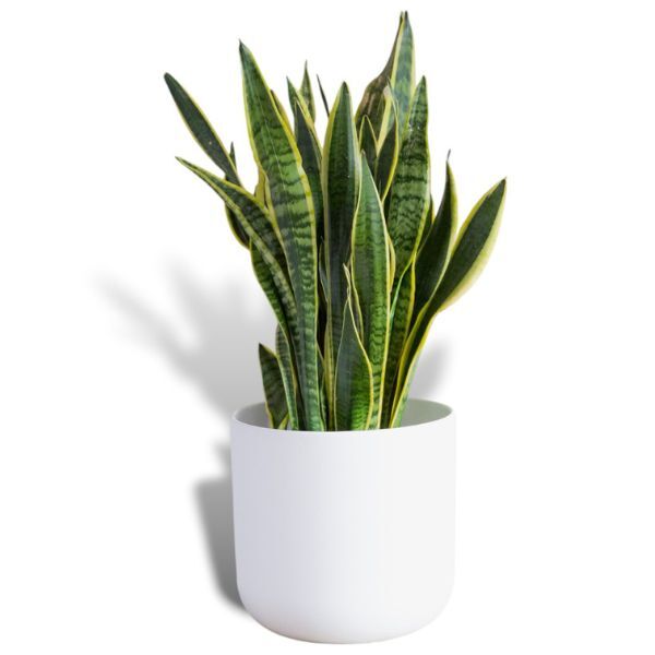 Hello Houseplants Variegated Snake Plant | Pot Size: 17cm