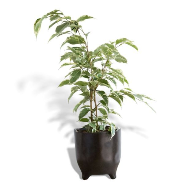 Hello Houseplants Weeping Fig | Pot Size 17cm | (65cm-75cm Height)