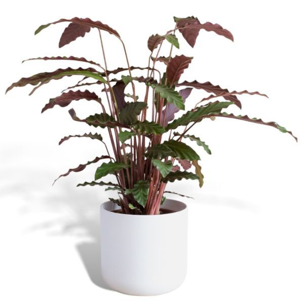 Hello Houseplants Prayer Plant | Pot Size: 17cm | (40cm-60cm Height)