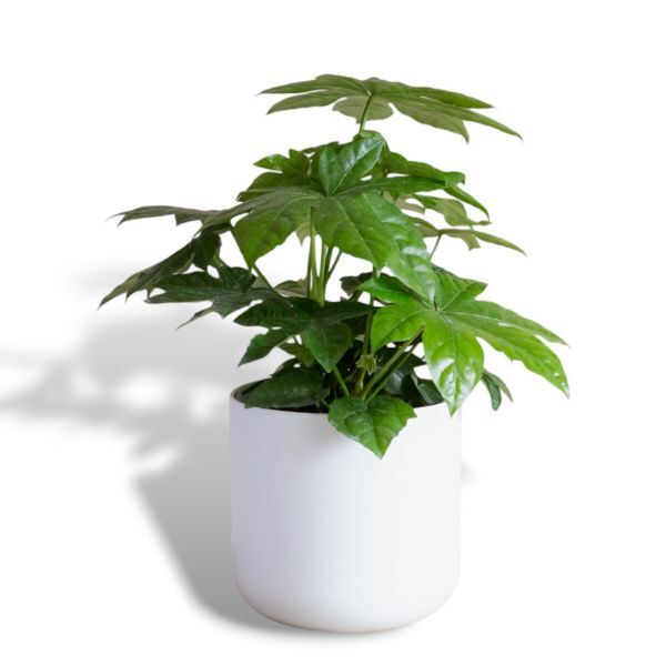 Hello Houseplants Paperplant | Pot Size: 17cm | (55cm-65cm Height)