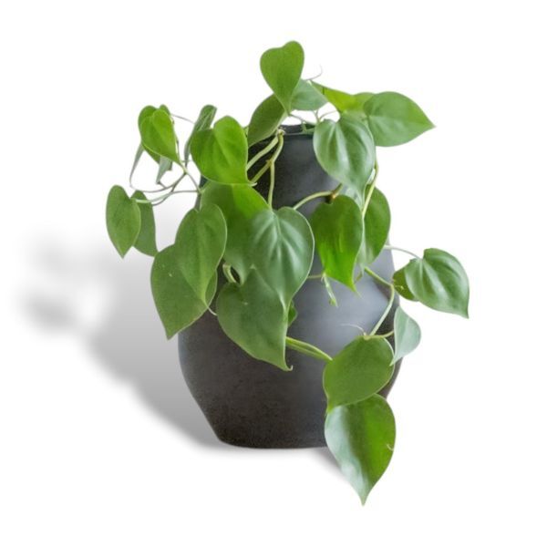 Hello Houseplants Heartleaf Philodendron | Pot Size: 12cm