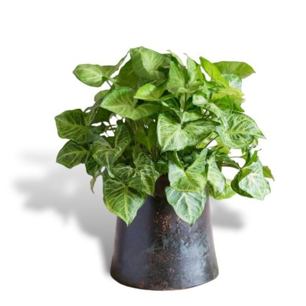 Hello Houseplants Arrowhead Plant | Pot Size: 12cm |