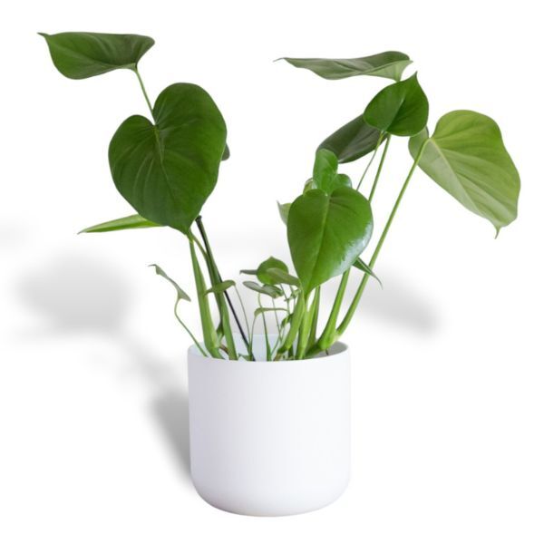 Hello Houseplants Monstera | Pot Size: 12cm | (35cm-45cm Height)