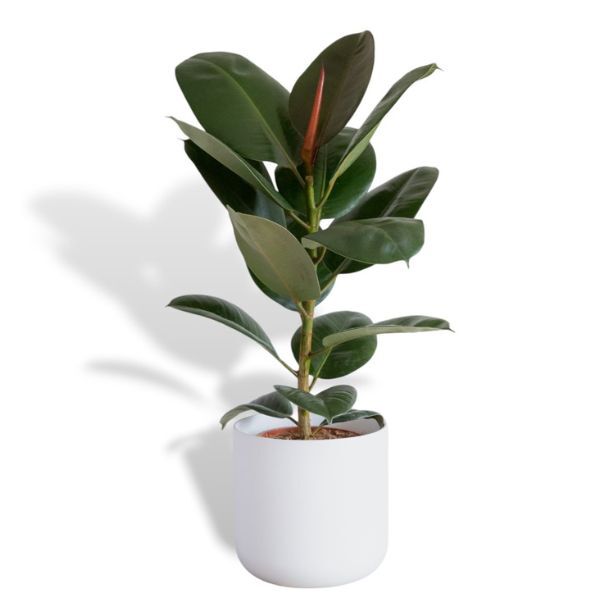 Hello Houseplants Rubber Plant : Pot Size 14cm | (40cm-50cm Height)