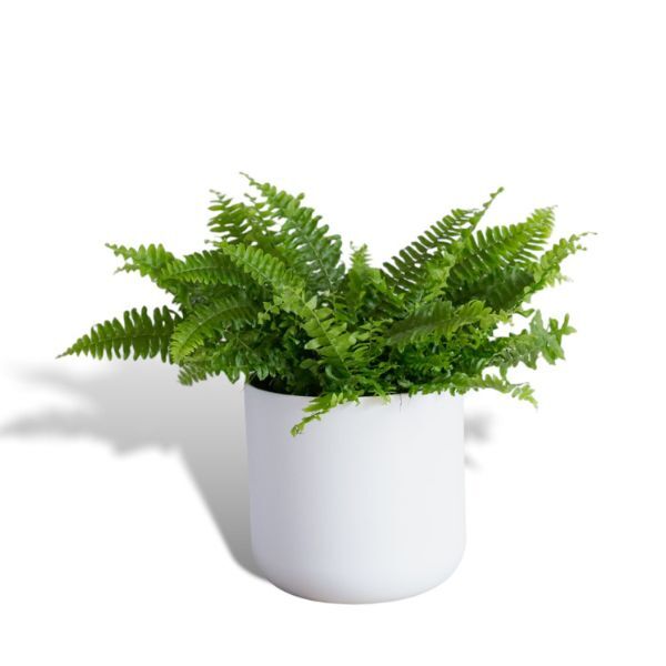 Hello Houseplants Boston Fern | Pot Size: 12cm | (20cm-40cm Height)