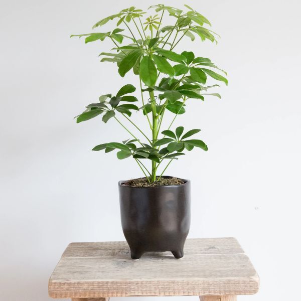 Hello Houseplants Dwarf Umbrella Tree | Pot Size: 13cm