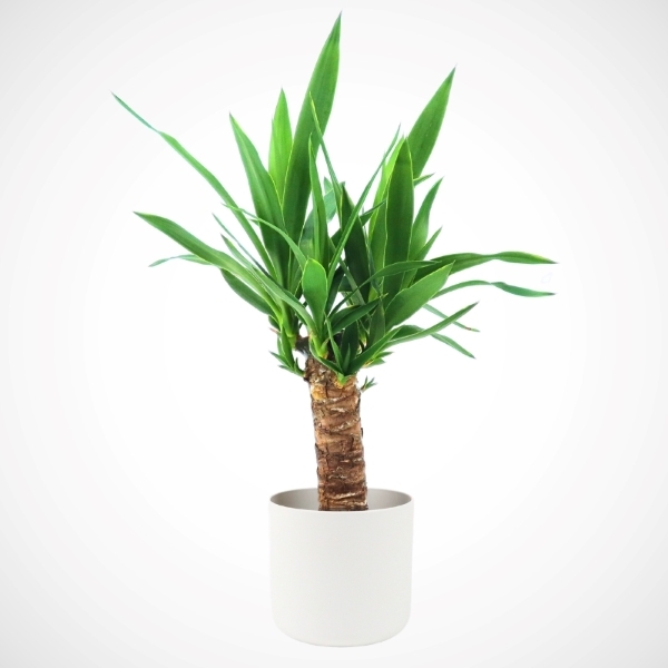 Hello Houseplants Yucca | Pot Size: 12cm | (45cm-55cm Height)