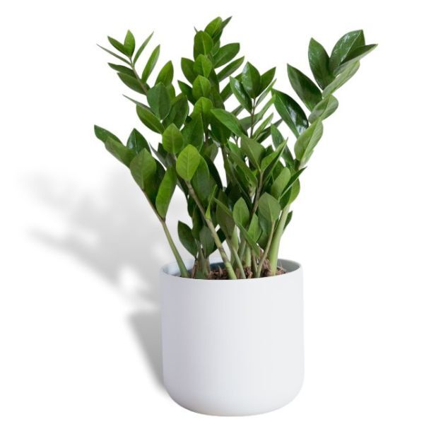 Hello Houseplants ZZ Plant | Pot Size: 17cm | (75cm-85cm Height)