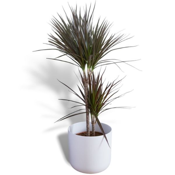 Hello Houseplants Dragon Tree| Pot Size: 12cm | (30cm-50cm Height)