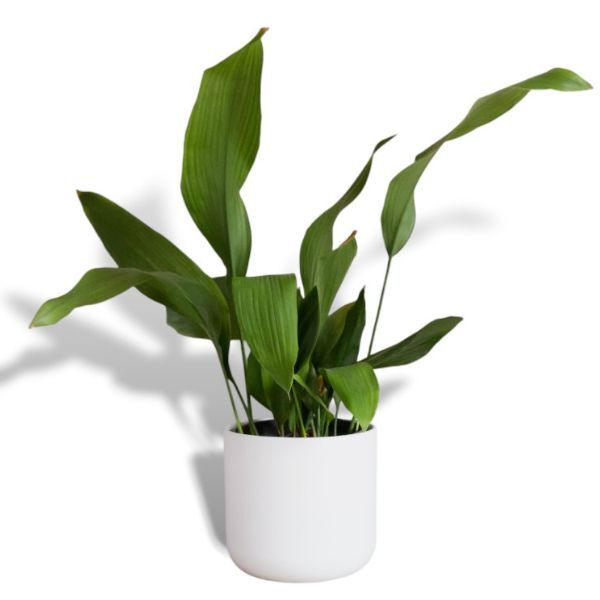 Hello Houseplants Cast Iron Plant | Pot Size: 14cm |