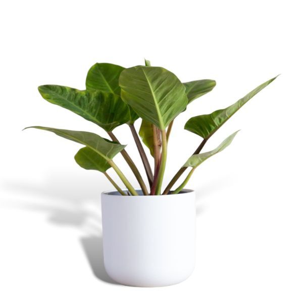 Hello Houseplants Imperial Green | Pot Size: 17cm | (40cm-60cm Height)