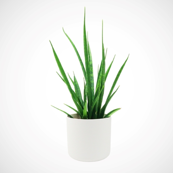 Hello Houseplants Snake Plant | Pot Size: 12cm | (35cm-45cm Height)