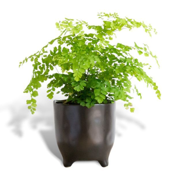 Hello Houseplants Maidenhair Fern | Pot Size: 12cm |