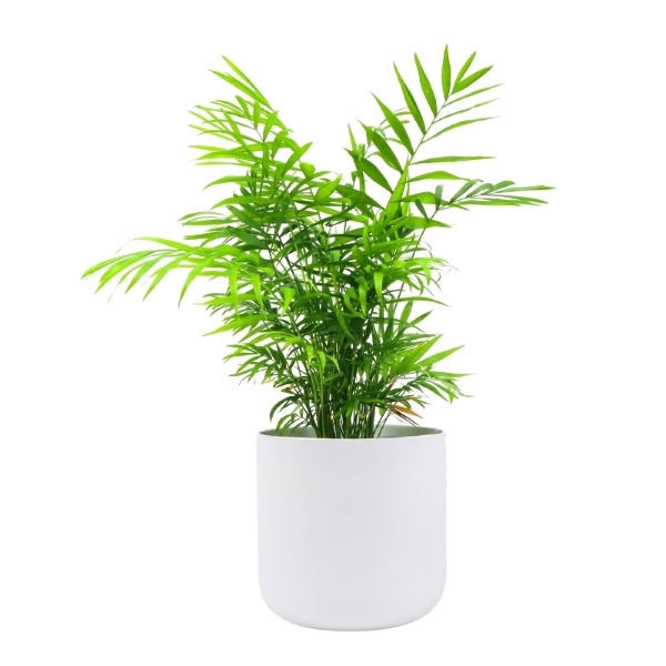 Hello Houseplants Kentia Palm | Pot Size: 12cm | (35cm-45cm Height)