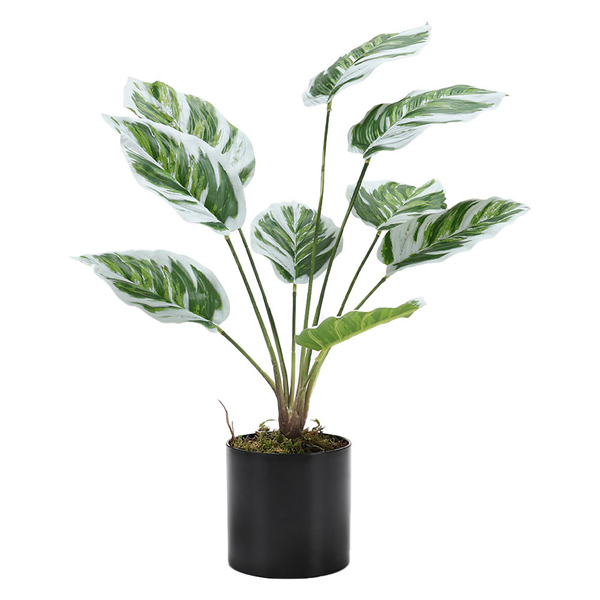 Livingandhome Potted Artificial Calathea White Fusion