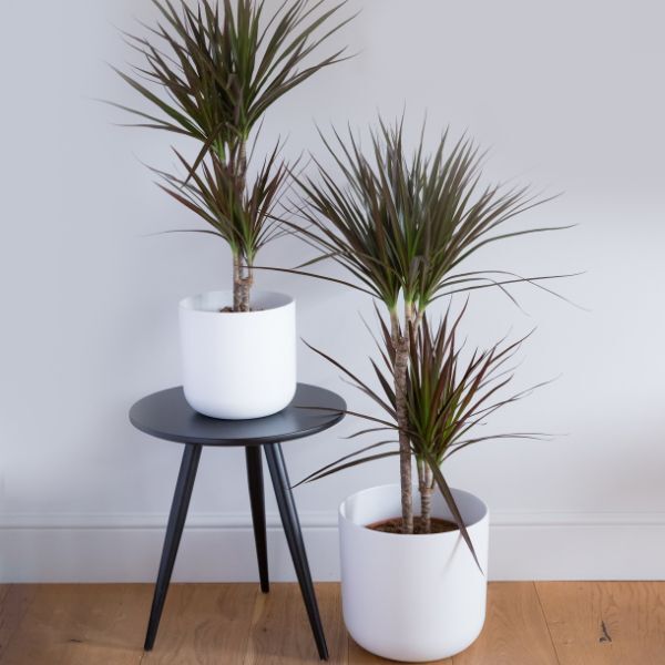 Hello Houseplants Dragon Tree | Pot Size: 17cm | (60cm-80cm Height)