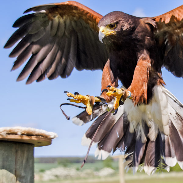 Find Me a Gift 3 Hour Falconry Gift Experience