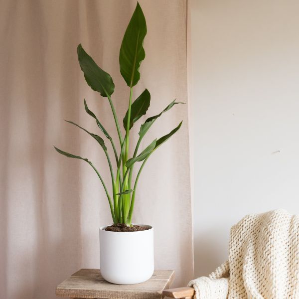 Hello Houseplants Bird Of Paradise | Pot Size: 17cm-Pot  Excl