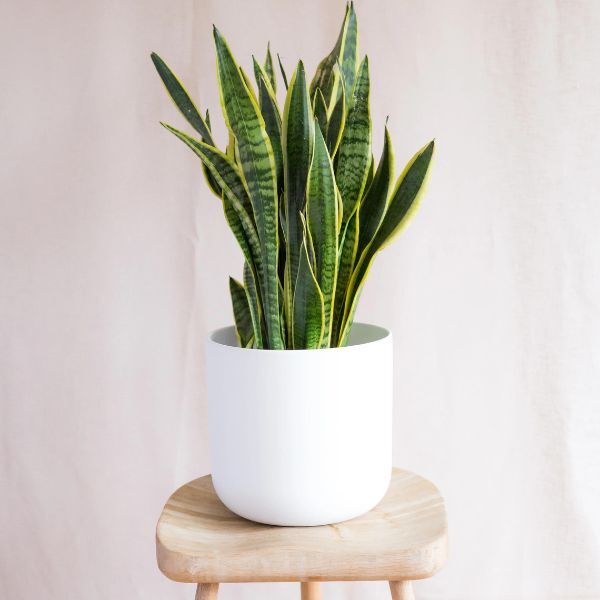 Hello Houseplants Variegated Snake Plant | Pot Size: 17cm