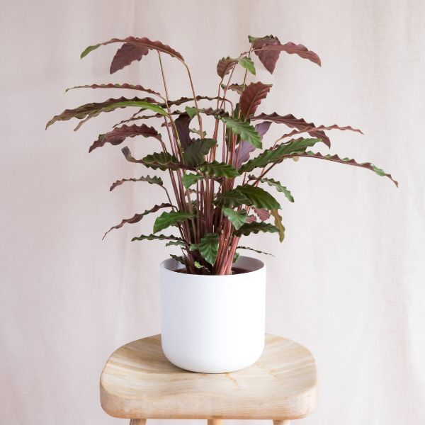 Hello Houseplants Prayer Plant | Pot Size: 17cm | (40cm-60cm Height)